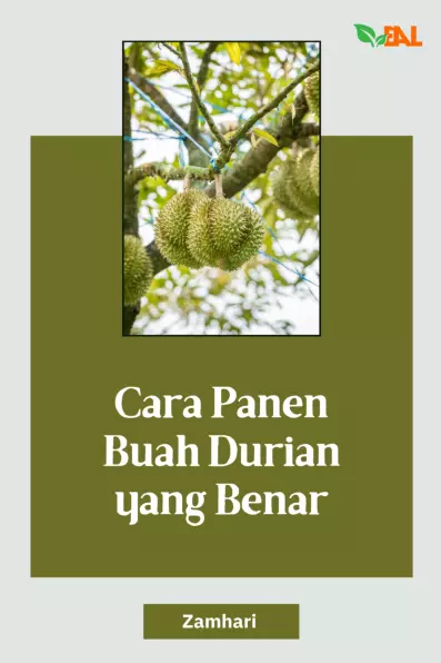 Cara Panen Buah Durian yang Benar