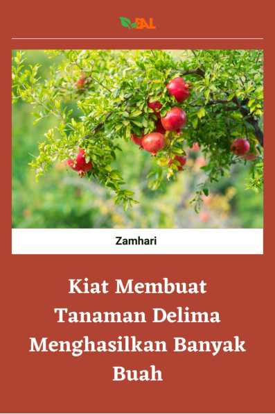 Kiat Membuat Tanaman Delima Menghasilkan Banyak Buah