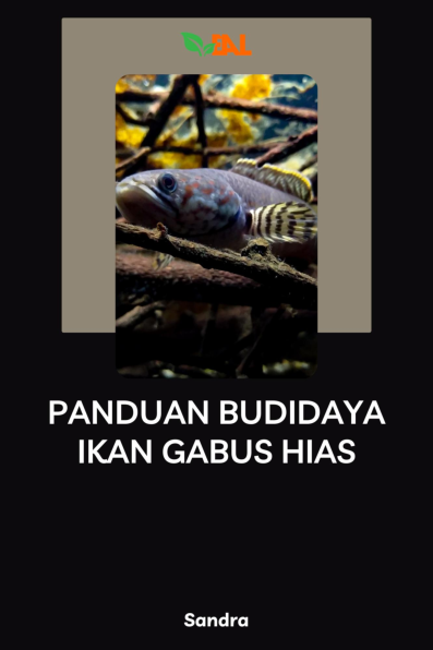 Panduan Budidaya Ikan Gabus Hias