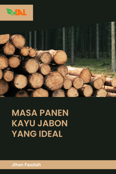 Masa Panen Kayu Jabon yang Ideal