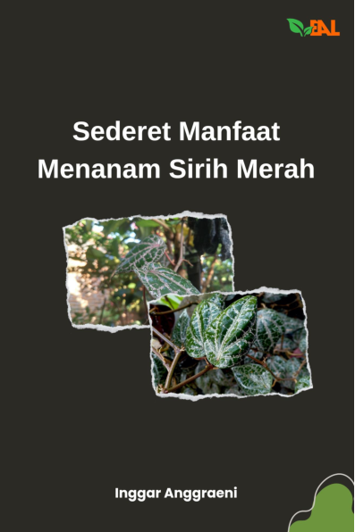 Sederet Manfaat Menanam Sirih Merah