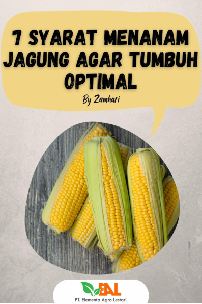 7 Syarat Menanam Jagung agar Tumbuh Optimal