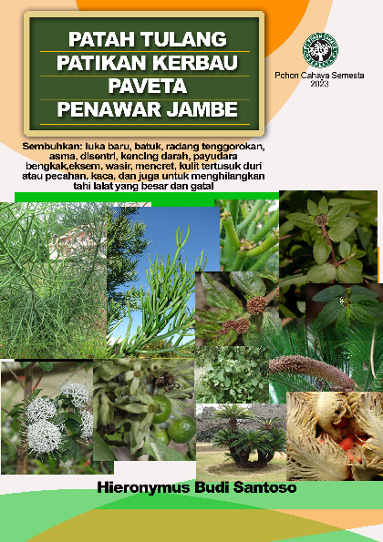 Patah tulang, Patikan kerbau Paveta,Penawar jambe