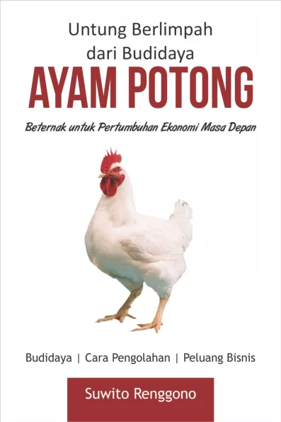 UNTUNG BERLIMPAH DARI BUDIDAYA AYAM POTONG