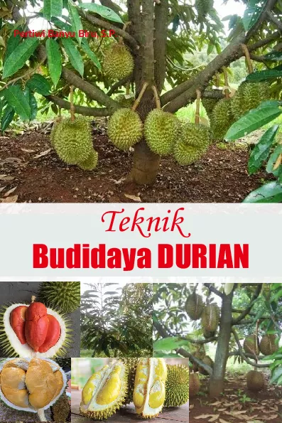 Teknik Budidaya Durian