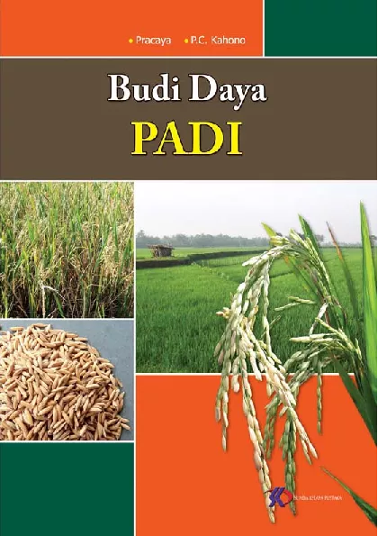 Budi Daya Padi