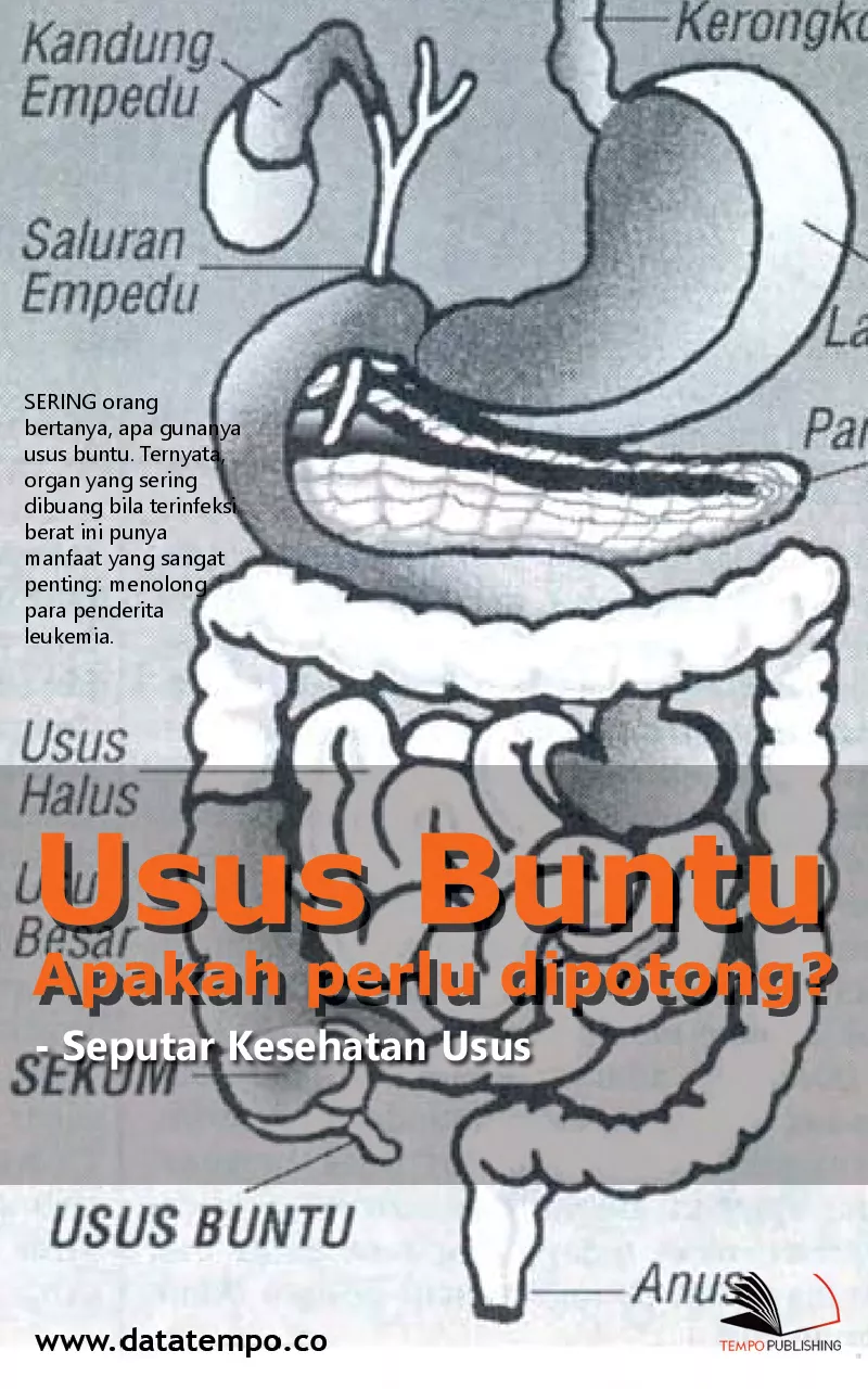 Usus Buntu Apakah perlu dipotong? - Seputar Kesehatan Usus