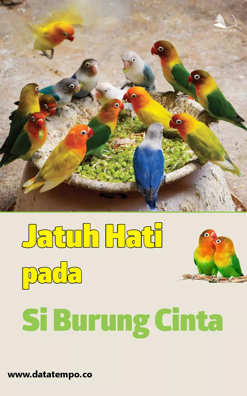 Jatuh Hati pada Si Burung Cinta