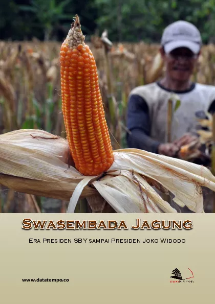 Swasembada Jagung Era Presiden SBY Sampai Presiden Joko Widodo