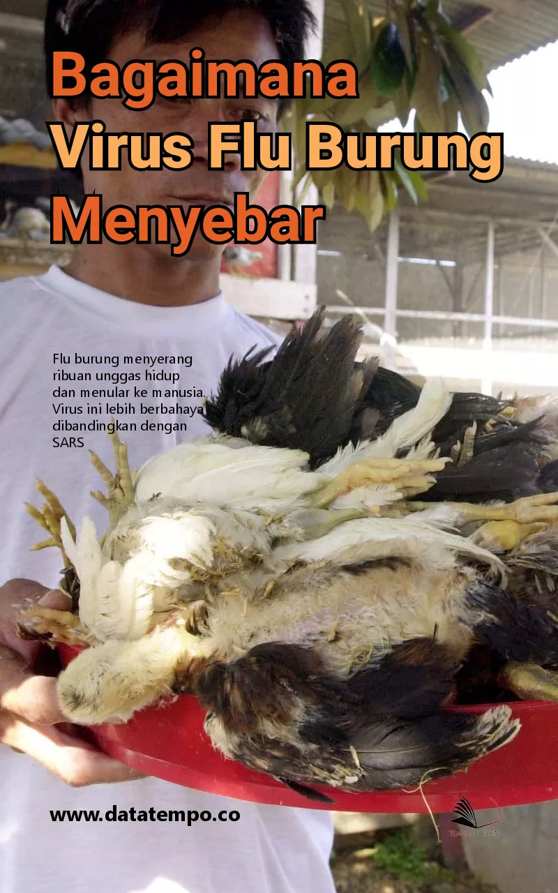 Bagaimana virus flu burung menyebar