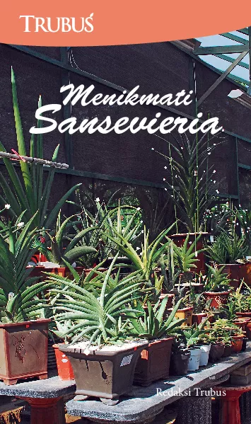 Menikmati Sansevieria