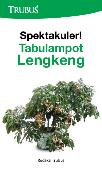 Spektakuler! Tabulampot Lengkeng