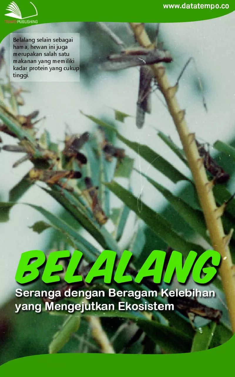 Belalang : seranga dengan beragam kelebihan yang mengejutkan ekosistem