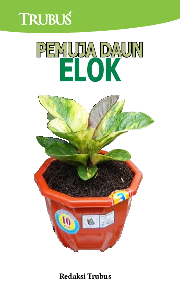 Pemuja Daun Elok