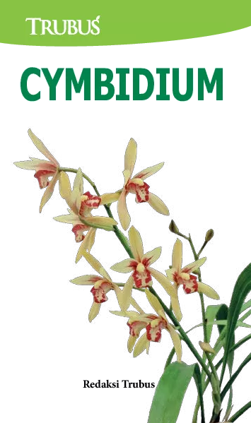 Cymbidium