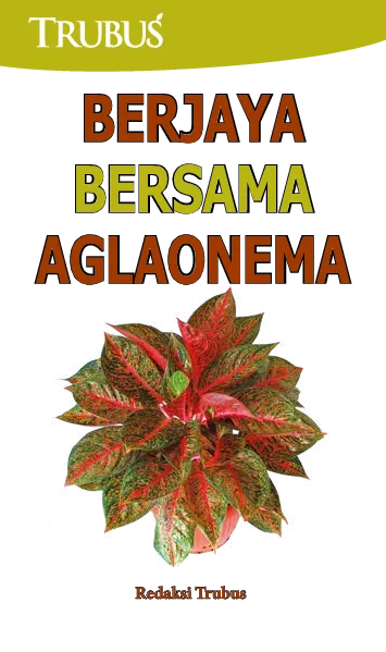 Berjaya Bersama Aglaonema