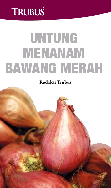 Untung Menanam Bawang Merah