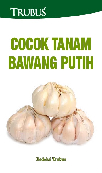 Cocok Tanam Bawang Putih