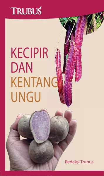 Kecipir dan Kentang Ungu