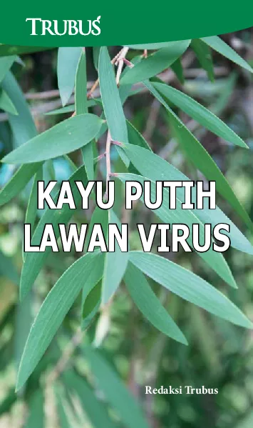 Kayu Putih Lawan Virus