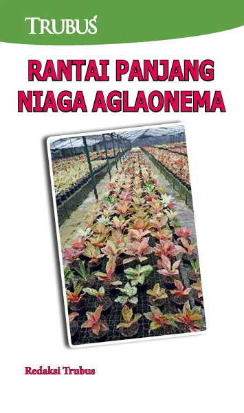 Rantai Panjang Niaga Aglaonema