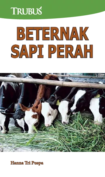 Beternak Sapi Perah