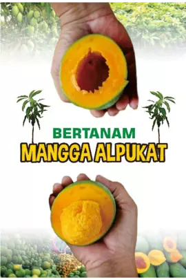 Bertanam Mangga Alpukat