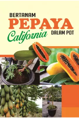 Bertanam Pepaya California Dalam Pot