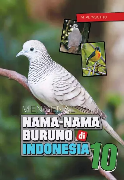 Mengenal nama-nama burung di indonesia 10