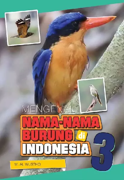 Mengenal nama-nama burung di indonesia 3