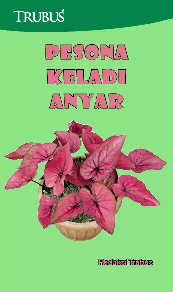 Pesona Keladi Anyar